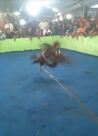 Masyarakat Resah Adanya Perjudian Sabung Ayam di Desa Klurak Candi Sidoarjo Aph Harus Turun Tangan 