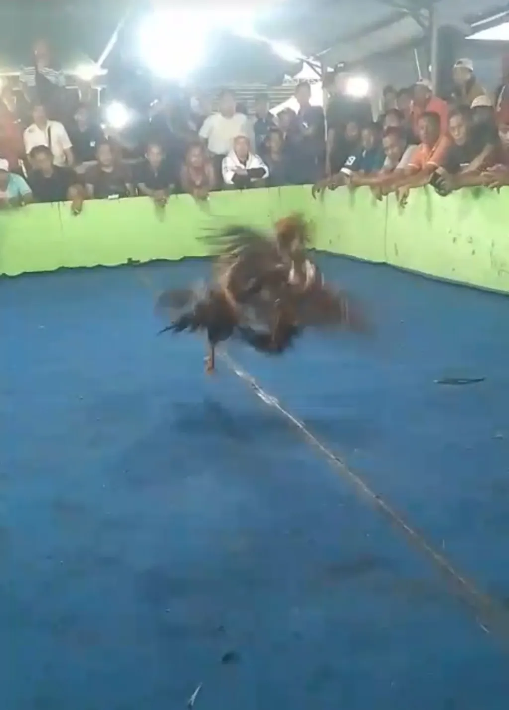 Masyarakat Resah Adanya Perjudian Sabung Ayam di Desa Klurak Candi Sidoarjo Aph Harus Turun Tangan 